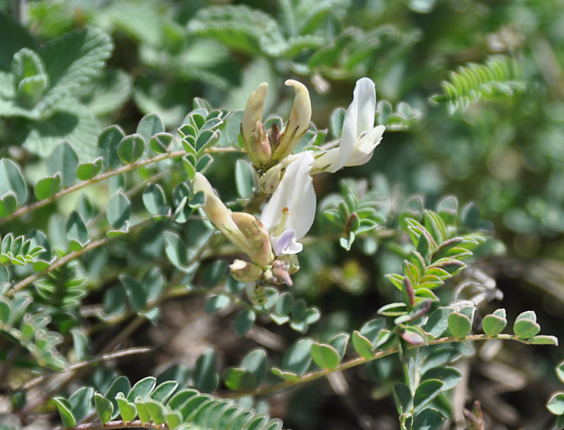 Изображение особи Astragalus polygala.