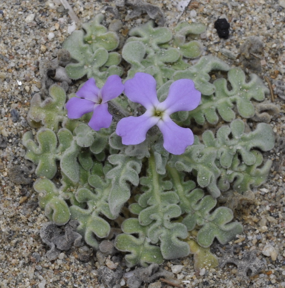 Image of Matthiola tricuspidata specimen.