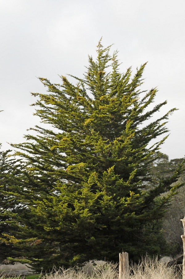 Image of Cupressus macrocarpa specimen.