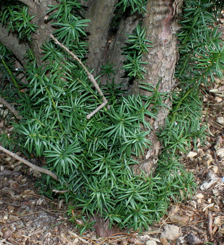 Изображение особи Taxus × media.