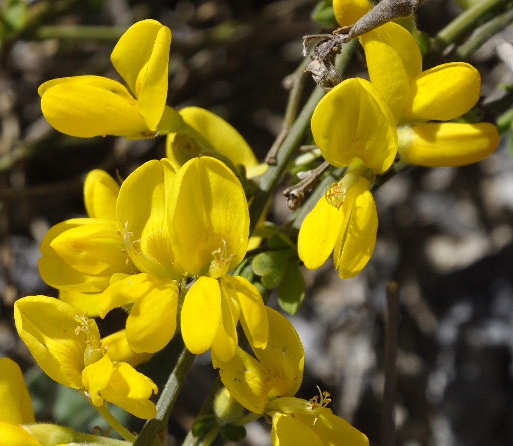 Изображение особи Cytisus decumbens.