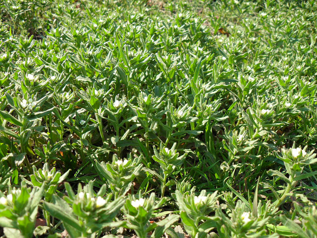 Image of Buglossoides rochelii specimen.