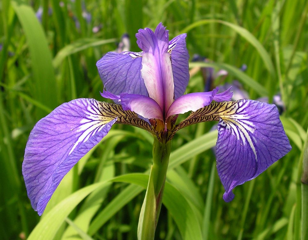 Изображение особи Iris setosa.