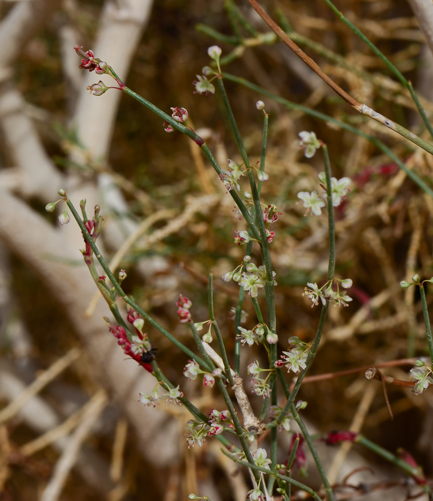 Изображение особи Calligonum polygonoides.