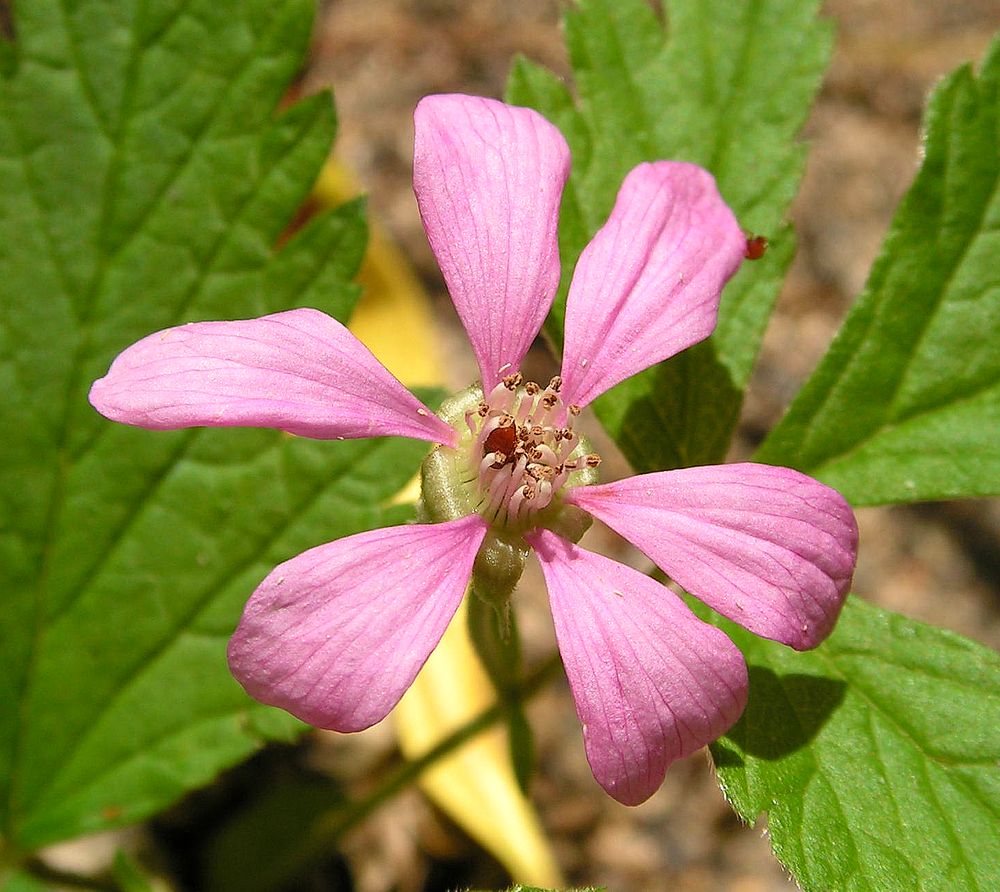 Image of Rubus arcticus specimen.