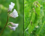 Vicia hirsuta. Соцветие и плоды. Нидерланды, окр. Гронингена. Май 2007 г.