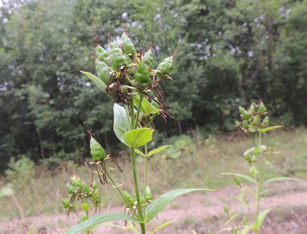 Image of Hypericum ascyron specimen.