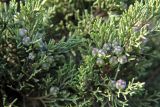 Juniperus phoenicea. Веточки с недозрелыми шишкоягодами. Греция, п-ов Пелопоннес, окр. г. Катаколо. 12.04.2014.