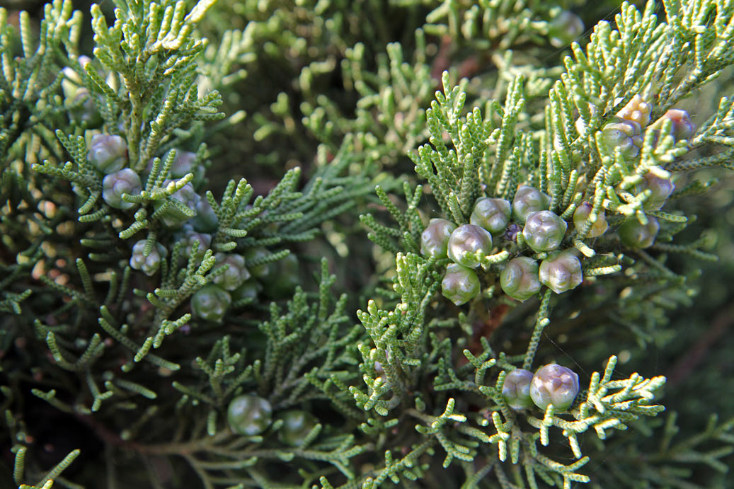 Изображение особи Juniperus phoenicea.