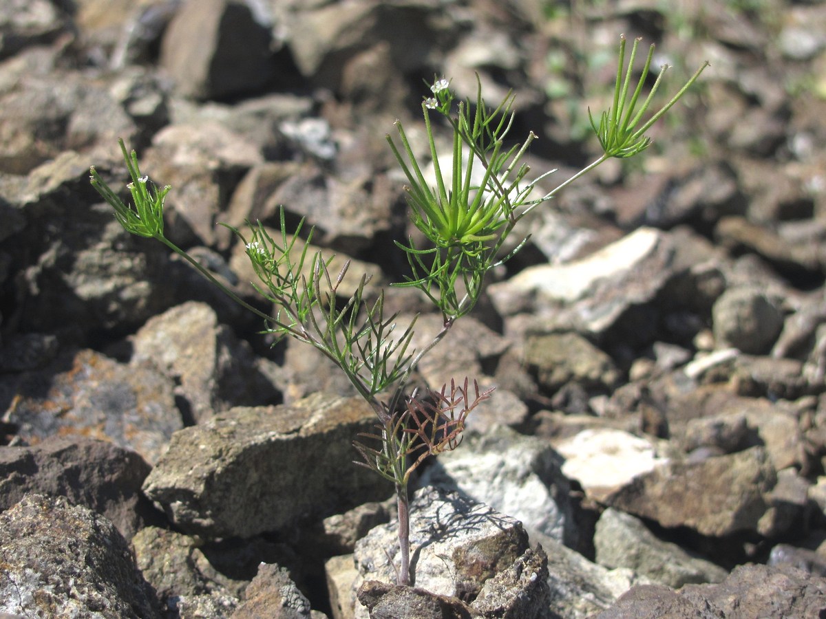 Изображение особи Scandix stellata.