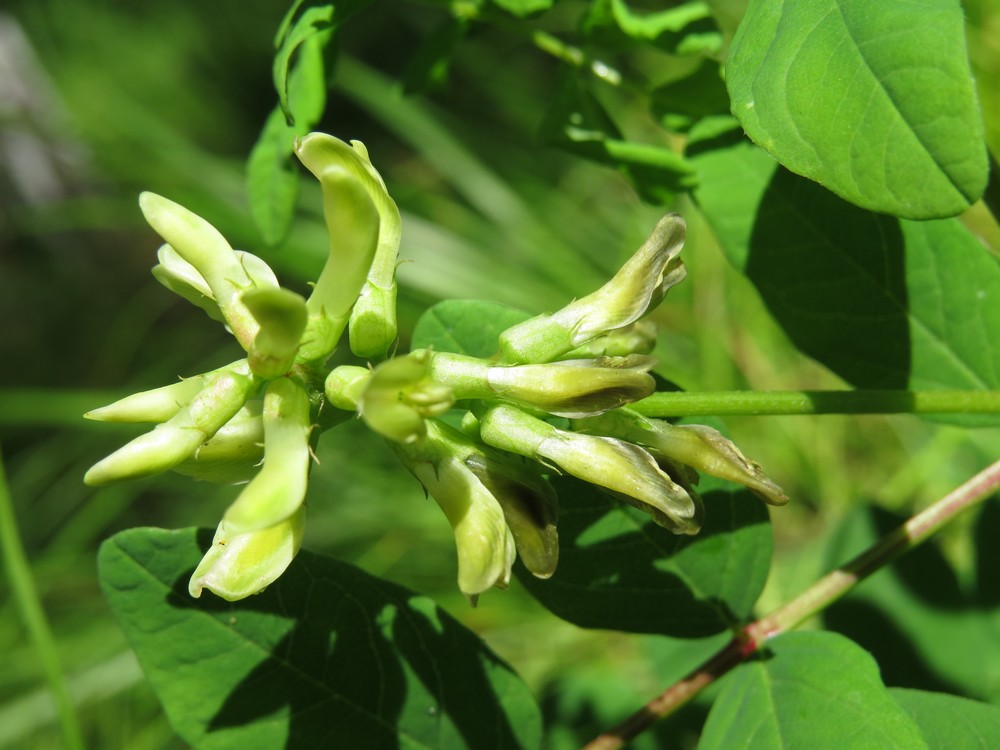 Image of Astragalus glycyphyllos specimen.