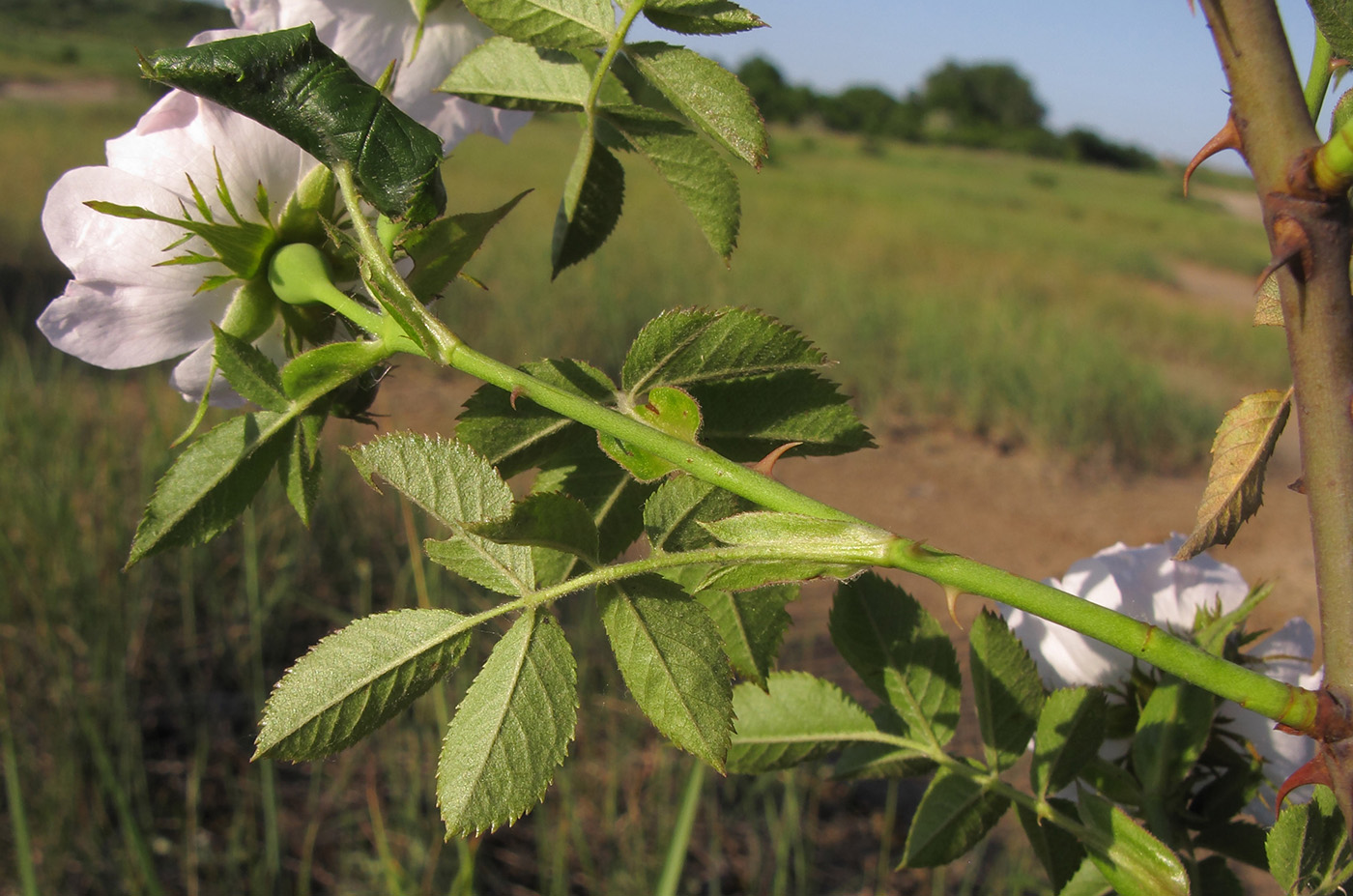 Image of genus Rosa specimen.