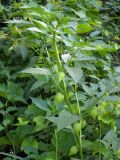 Physalis angulata