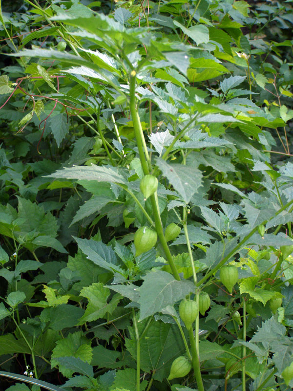 Изображение особи Physalis angulata.