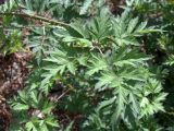 View full-size image Rubus laciniatus