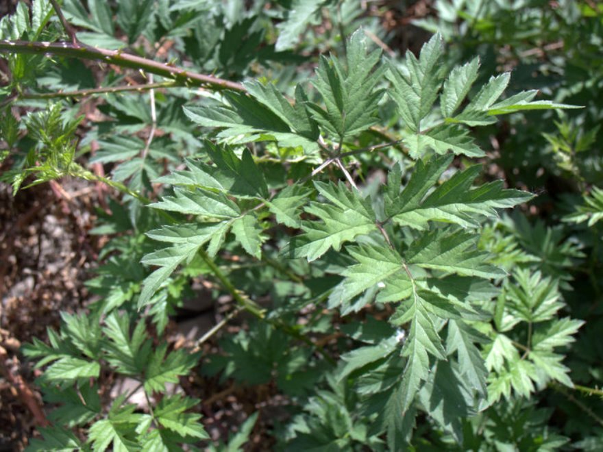 Image of Rubus laciniatus specimen.