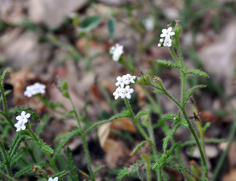 Изображение особи Heliotropium dentatum.