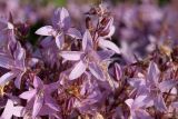Campanula garganica. Цветки. Германия, г. Дюссельдорф, Ботанический сад университета. 04.05.2014.