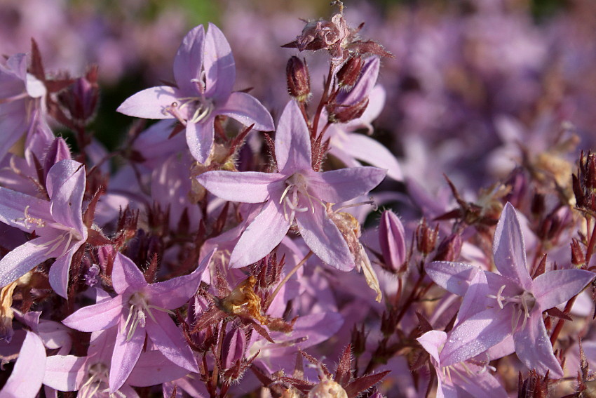 Image of Campanula garganica specimen.