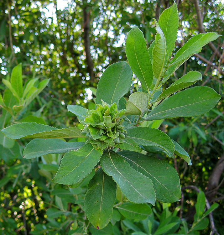 Изображение особи Salix cinerea.