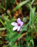 Erodium cicutarium. Цветок. Крым, Симферополь, Петровские скалы. 18.06.2014.