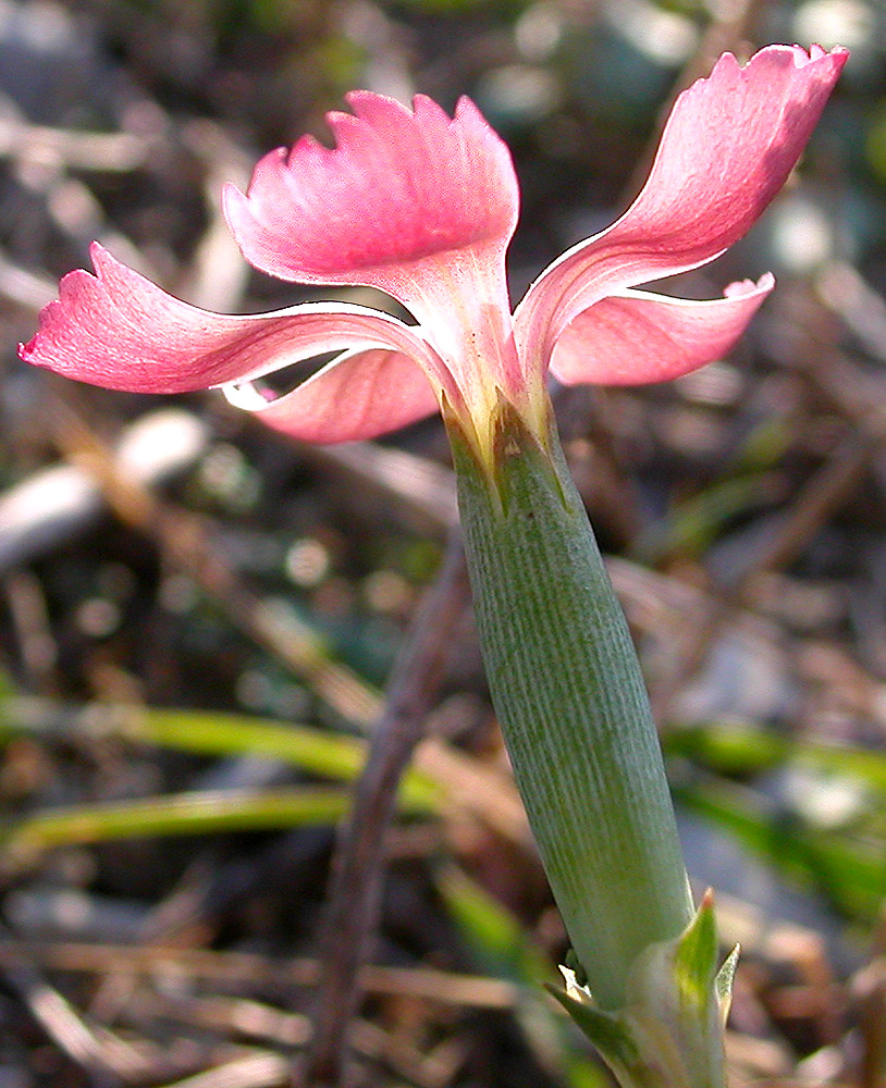 Image of Dianthus lanceolatus specimen.