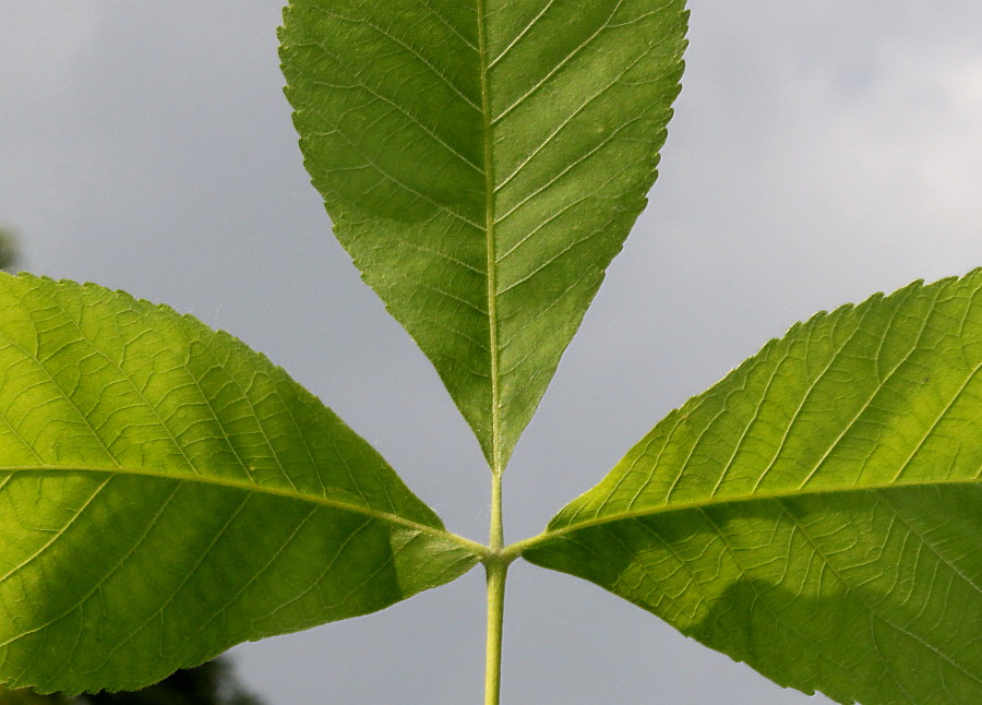 Изображение особи Carya tomentosa.