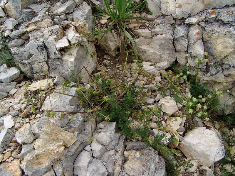 Image of Chamaesciadium acaule specimen.