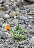 Glaucium corniculatum