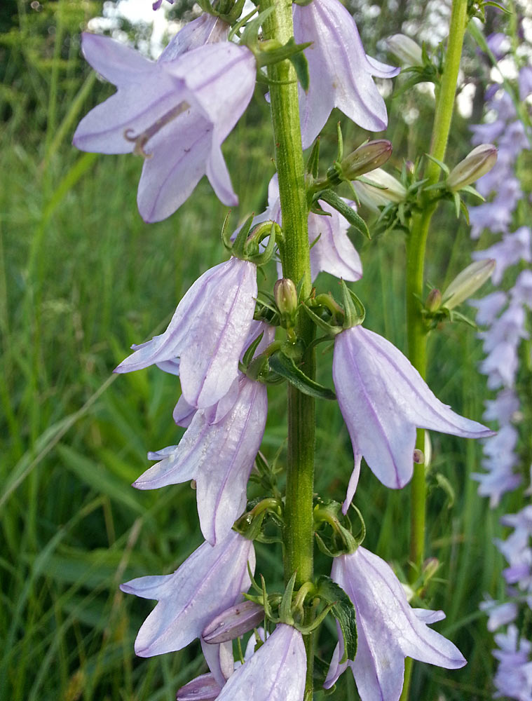 Изображение особи Campanula bononiensis.