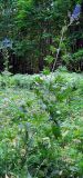 Delphinium cuneatum