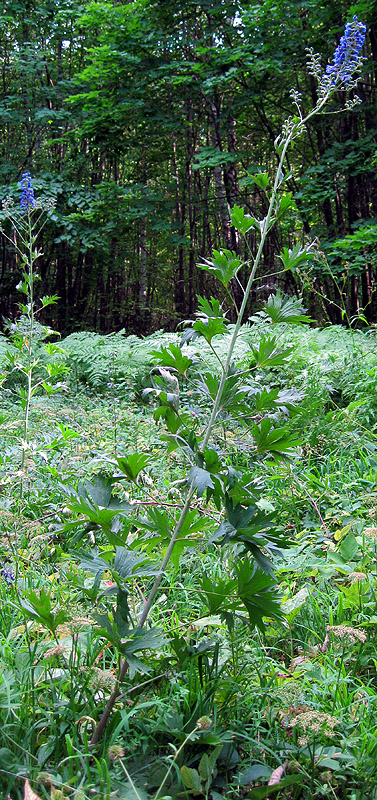 Image of Delphinium cuneatum specimen.