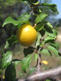 Prunus cerasifera. Ветвь с плодом. Крым, Байдарская долина. 29 июля 2014 г.