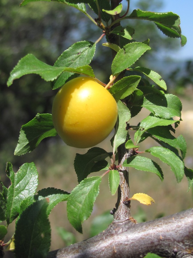 Image of Prunus cerasifera specimen.