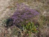 Limonium scoparium. Цветущее растение. Украина, Запорожская обл., Бердянский р-н, г. Бердянск, Бердянская коса, южный берег. 02.08.2014.