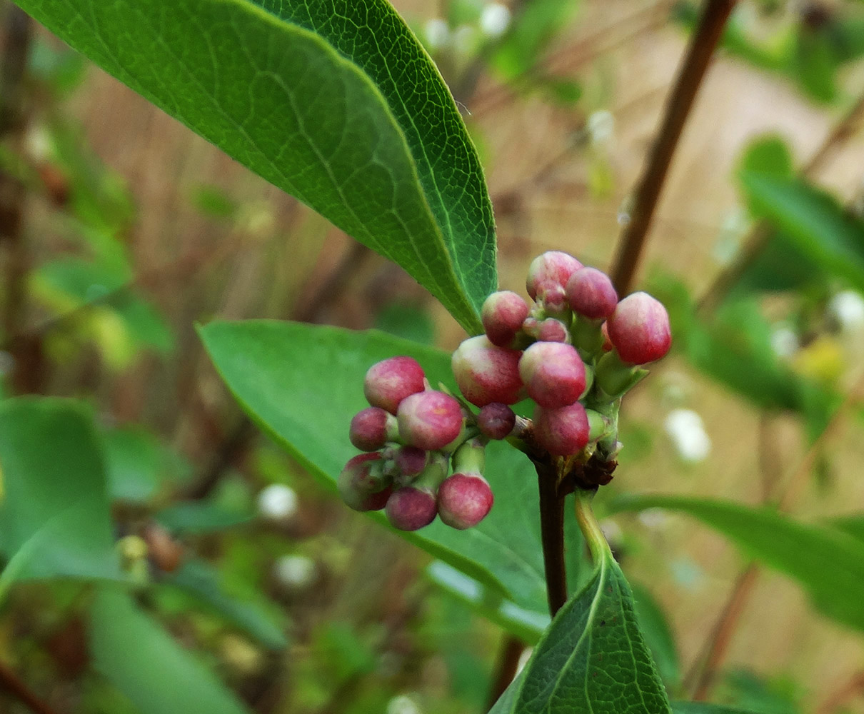 Image of Symphoricarpos albus var. laevigatus specimen.