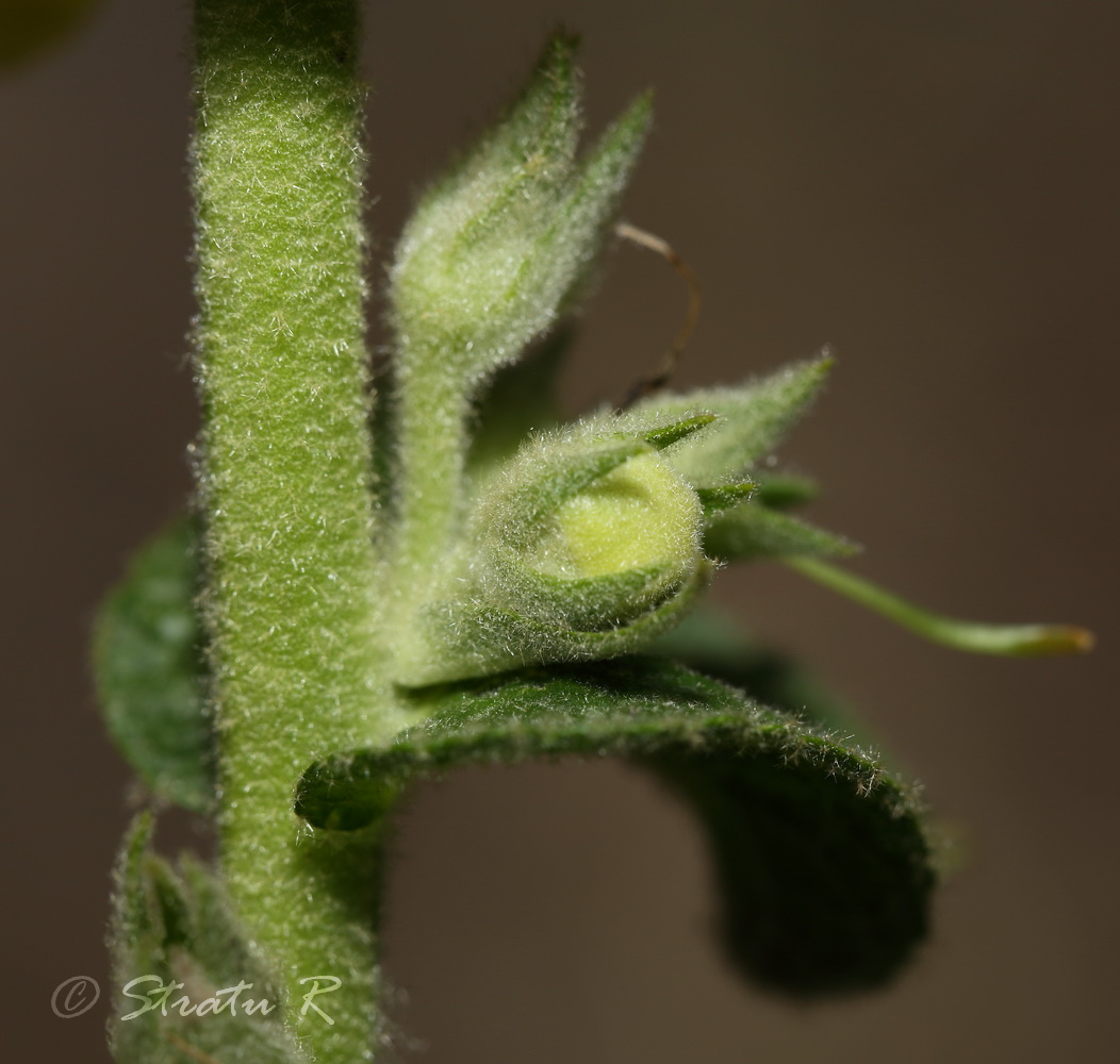 Image of Verbascum phlomoides specimen.