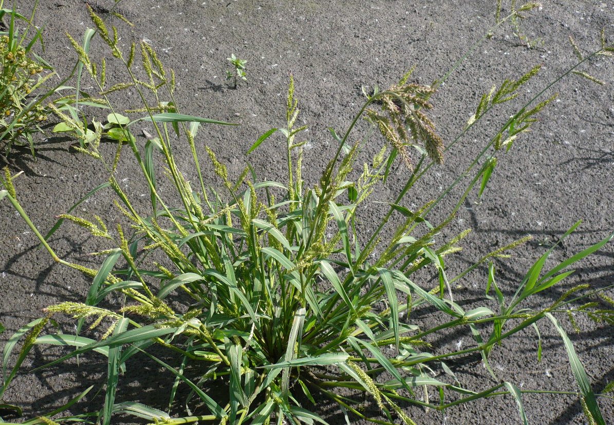 Изображение особи Echinochloa crus-galli.