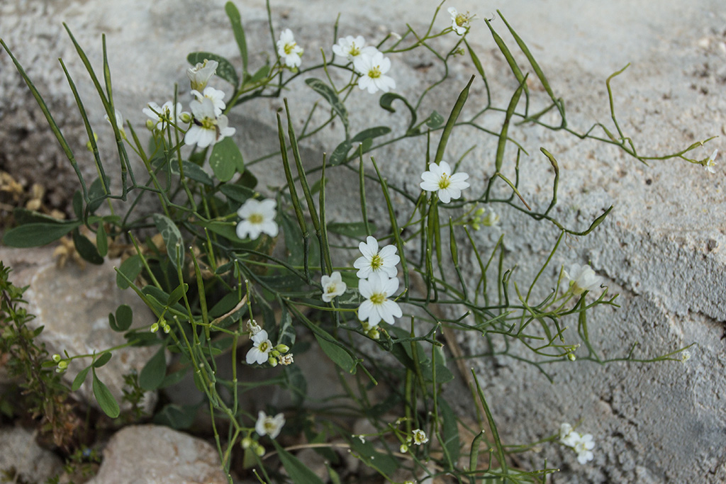 Image of Cardamine glauca specimen.