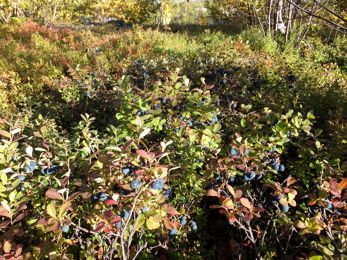 Image of Vaccinium uliginosum specimen.