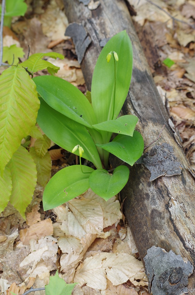 Изображение особи Clintonia borealis.