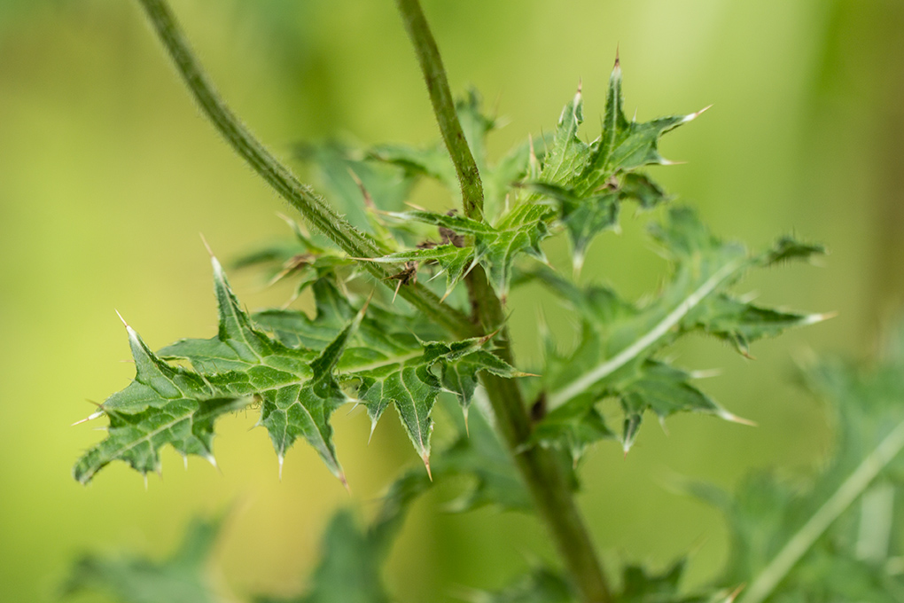 Изображение особи Cirsium obvallatum.