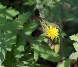 Sonchus oleraceus. Распустившееся и нераспустившиеся соцветия. Амурская обл., г. Благовещенск, газон, около забора. 26.09.2014.