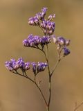 genus Limonium