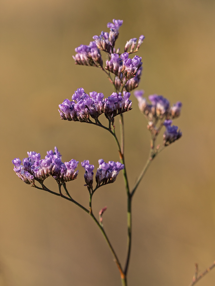 Изображение особи род Limonium.