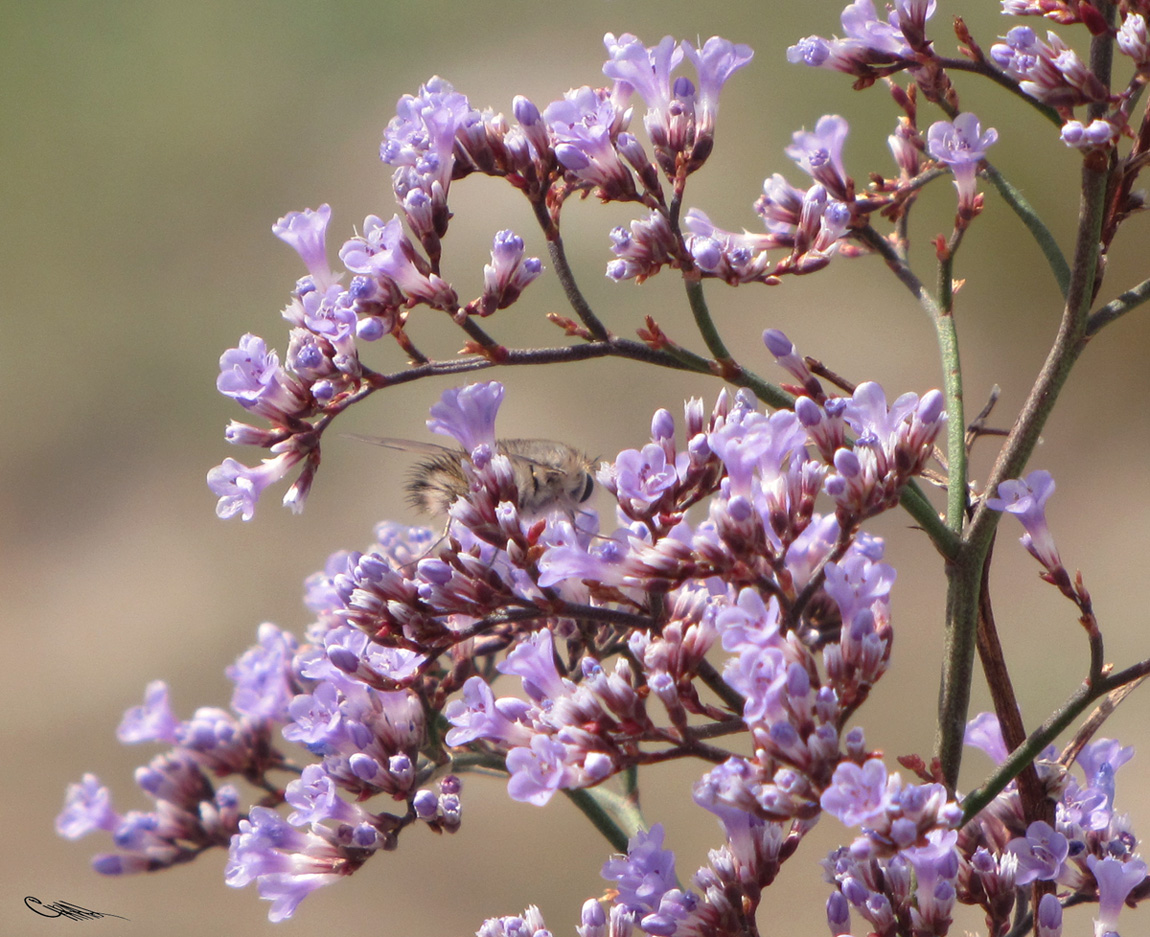 Изображение особи Limonium gmelinii.