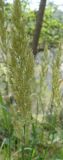 Calamagrostis epigeios. Соцветие. Крым, Ялта, ущелье Уч-Кош. 05.08.2009.