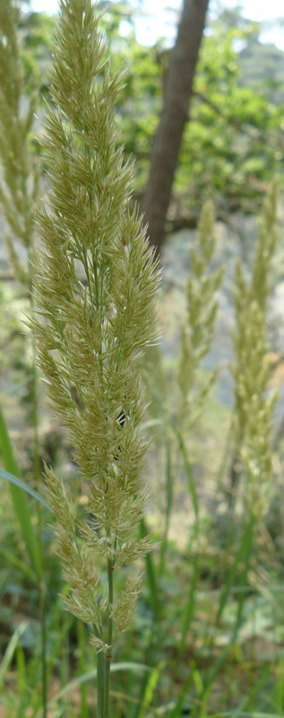 Изображение особи Calamagrostis epigeios.