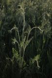 Daucus carota