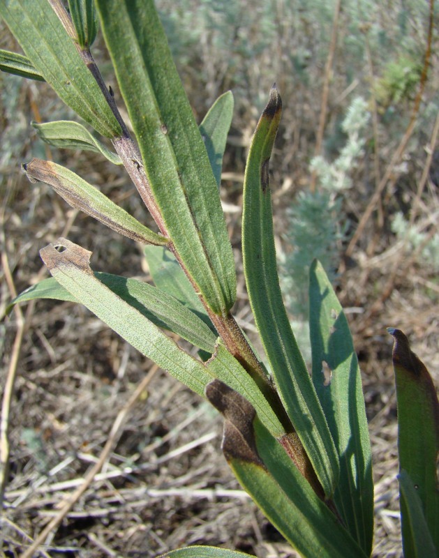 Image of Galatella dracunculoides specimen.